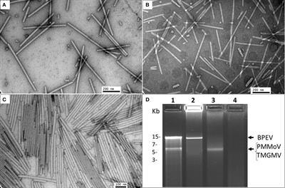 Biological and molecular interactions between bell pepper endornavirus and two tobamoviruses